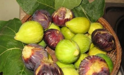 Tutti i 'Fichi di Puglia' 