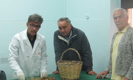 Attenti ai mariddhruni! Non sono commestibili