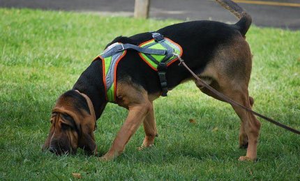 &quot;Il tuo cane può imparare a seguire le tracce di un uomo&quot;