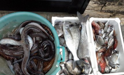 Sequestrati ad un pescatore sportivo 45 kg di orate, saraghi e dentici