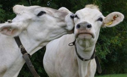 VeronaFiere ha incontrato a Mottola gli allevatori pugliesi