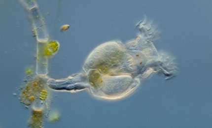 Senza sesso né acqua 'rubano' DNA