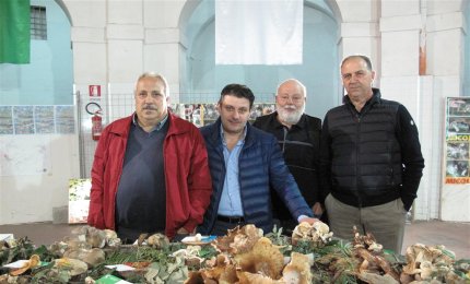 A Galatina tutti i funghi del Salento