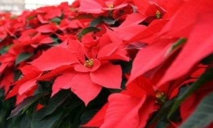 Una stella per la speranza