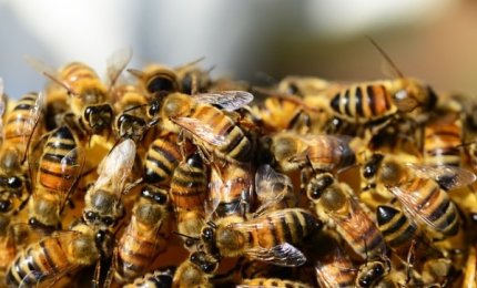 I robot possono imparare dalle api