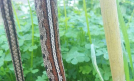 Colubro leopardino trovato morto in via Ugo Lisi