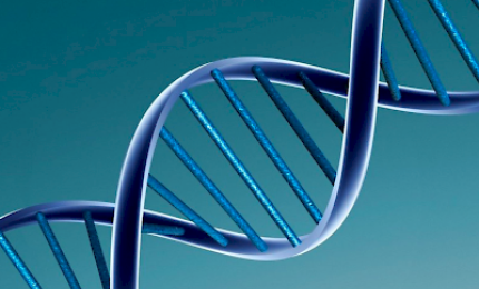 Identificato un nuovo gene che ripara il DNA