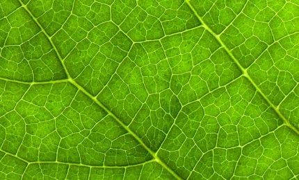 Fisica quantistica e biologia insieme migliorano le tecnologie solari