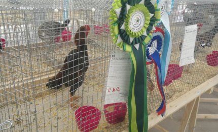 Le galline più belle del mondo a Galatina