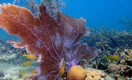 L'ambiente marino, un convegno ospitato da Unisalento