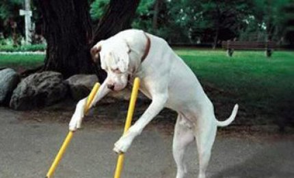 I bisognini di Wizzy