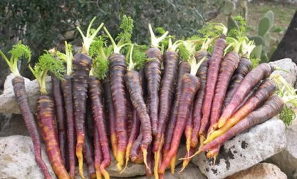 A Tiggiano la Sagra della Pestanaca