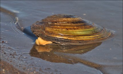 Fondamentali ma in via di scomparsa i molluschi di acqua dolce