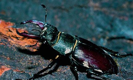 Era un coleottero e non uno scarafaggio