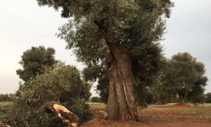 Maltempo, serre distrutte a Brindisi