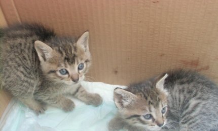 Due simpatici gattini cercano coccole