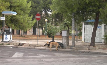 "Il canile era in condizioni di degrado fin dal 2009"