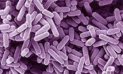 I batteri per vivere più di cento anni