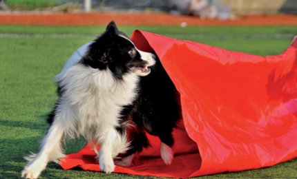 Ottimo successo per i "Dog olimpic games"