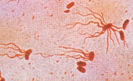 La tossina tifoide ha un ruolo chiave contro il tumore epatobiliare