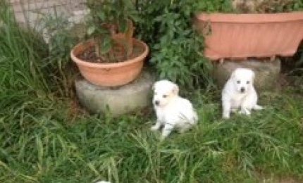 Adottati i tre cuccioli 