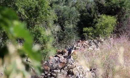 L'Airone cenerino sul canale dell'Asso