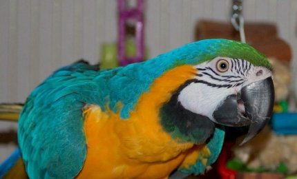 Sia festa anche per gli animali!