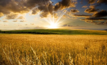 La messe è molta, ma gli operai sono pochi