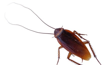 Gli scarafaggi hanno invasa Galatina