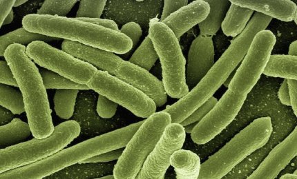 I batteri e la loro arma segreta