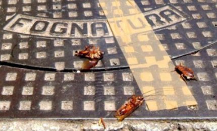 "Le blatte della fogna nera competono ad altri"
