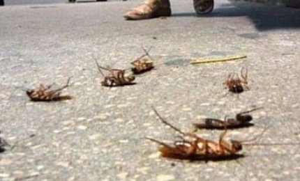 Ore contate per gli scarafaggi galatinesi