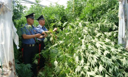 Una piantagione di marijuana ed un arsenale in villa, un arresto a Melendugno