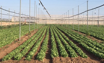 Dal Salento insalata iceberg tutto l’anno