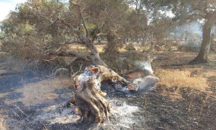 Cinquanta ulivi a fuoco fra Galatina e Collemeto