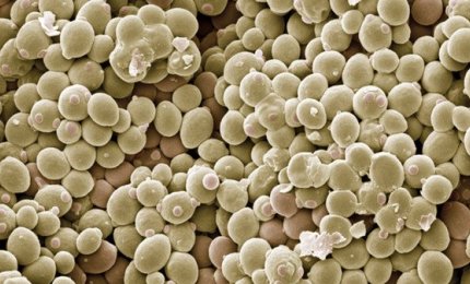 Lo sviluppo della cellula in un modello matematico