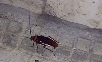 Scarafaggi anche nel centro antico