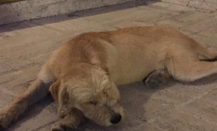 Melodì ha bisogno di una casa