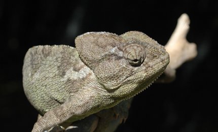 Il Camaleonte nel Salento