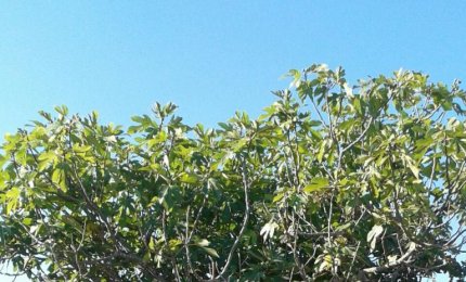 Il tempo de lu bruficu