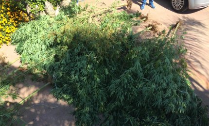Coltivazione di marjuana, arrestato ventottenne nohano