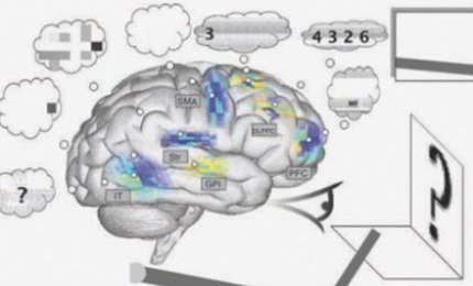 Il cervello conta in automatico