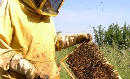 Crollata in Italia la produzione di miele
