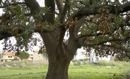 Nascerà il “Parco della Quercia Vallonea”?