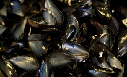 I gusci dei molluschi e il portale di Monteco