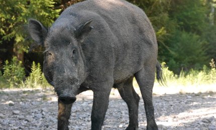 &quot;Emergenza cinghiali in Puglia&quot;