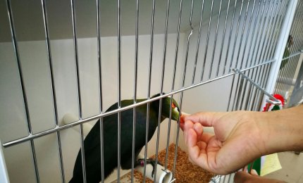 Gli uccelli più belli in mostra a Galatina