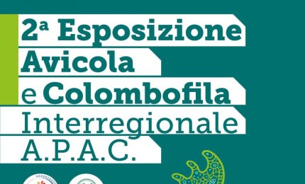 A Galatina la seconda mostra avicola e colombofila interregionale