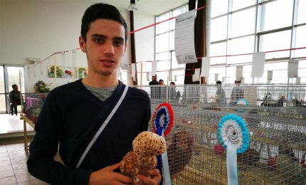 Il gallo nero portafortuna e quello più piccolo del mondo in mostra a Galatina