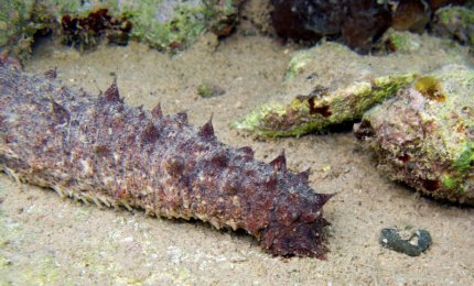 Cetriolo di mare, il Consiglio Regionale vota una risoluzione per limitarne la raccolta